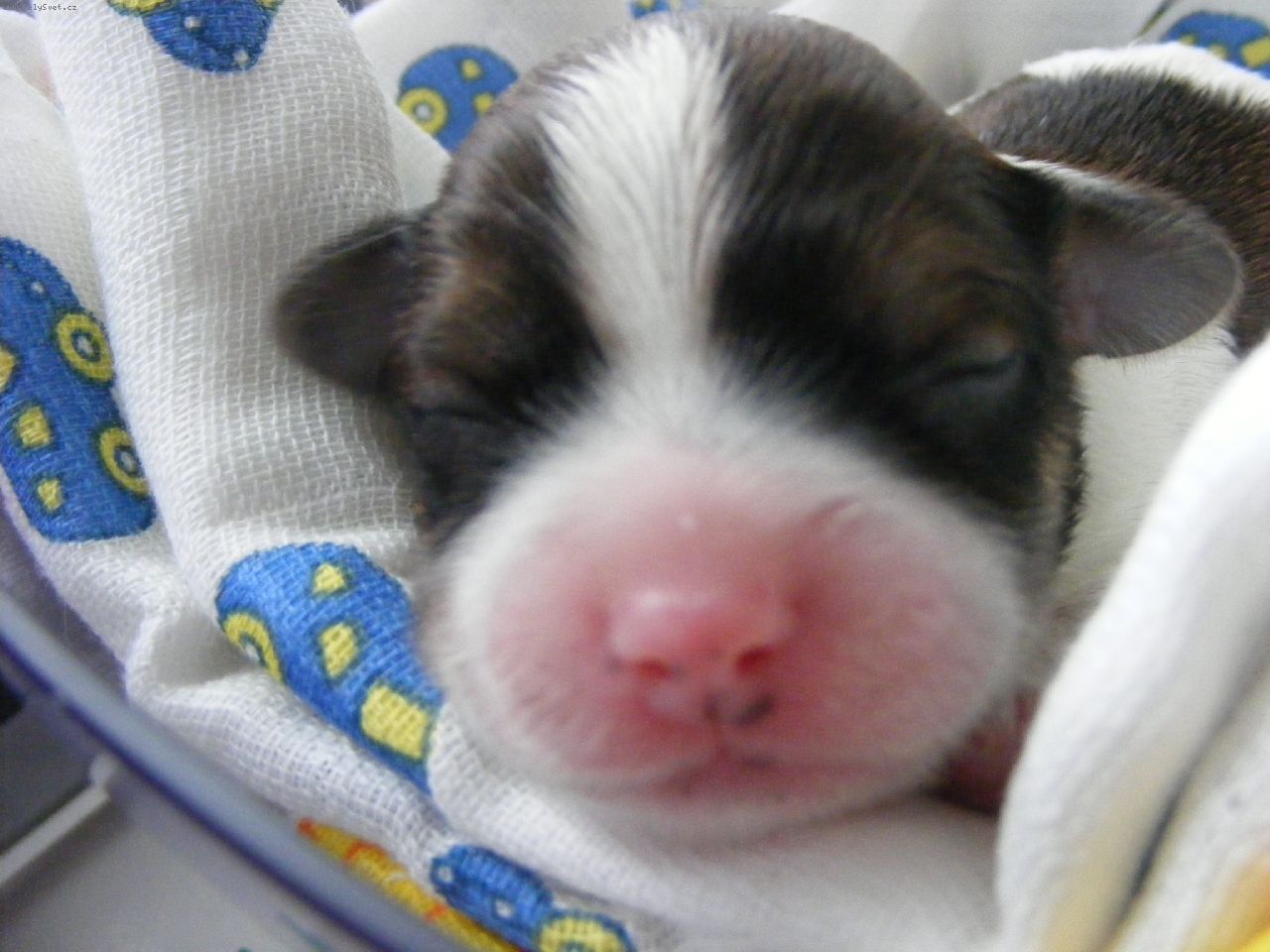 foto-4457706